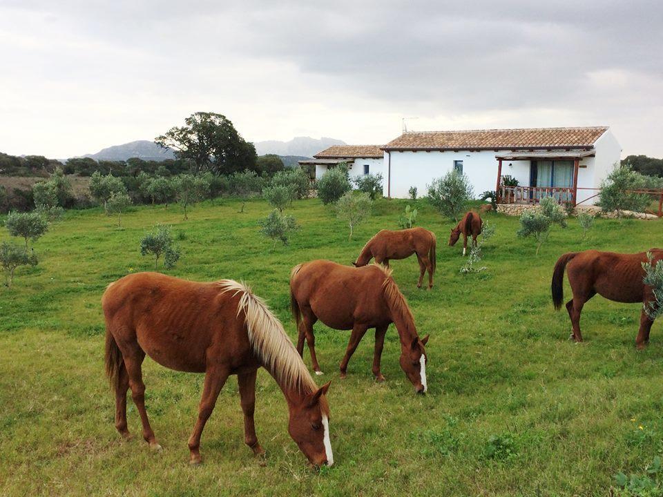 Villa Agriturismo Mieleamaro Olbia Exterior foto